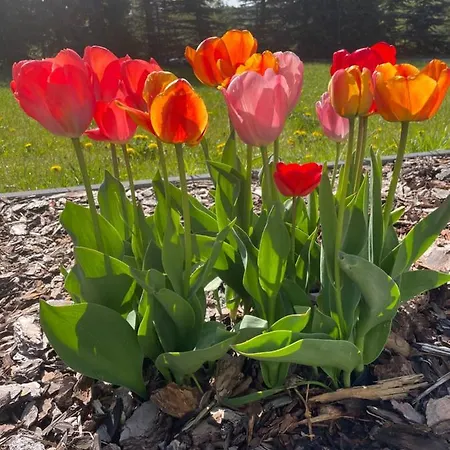 Pogodna Zagroda-dom Na Kaszubach&strefa *